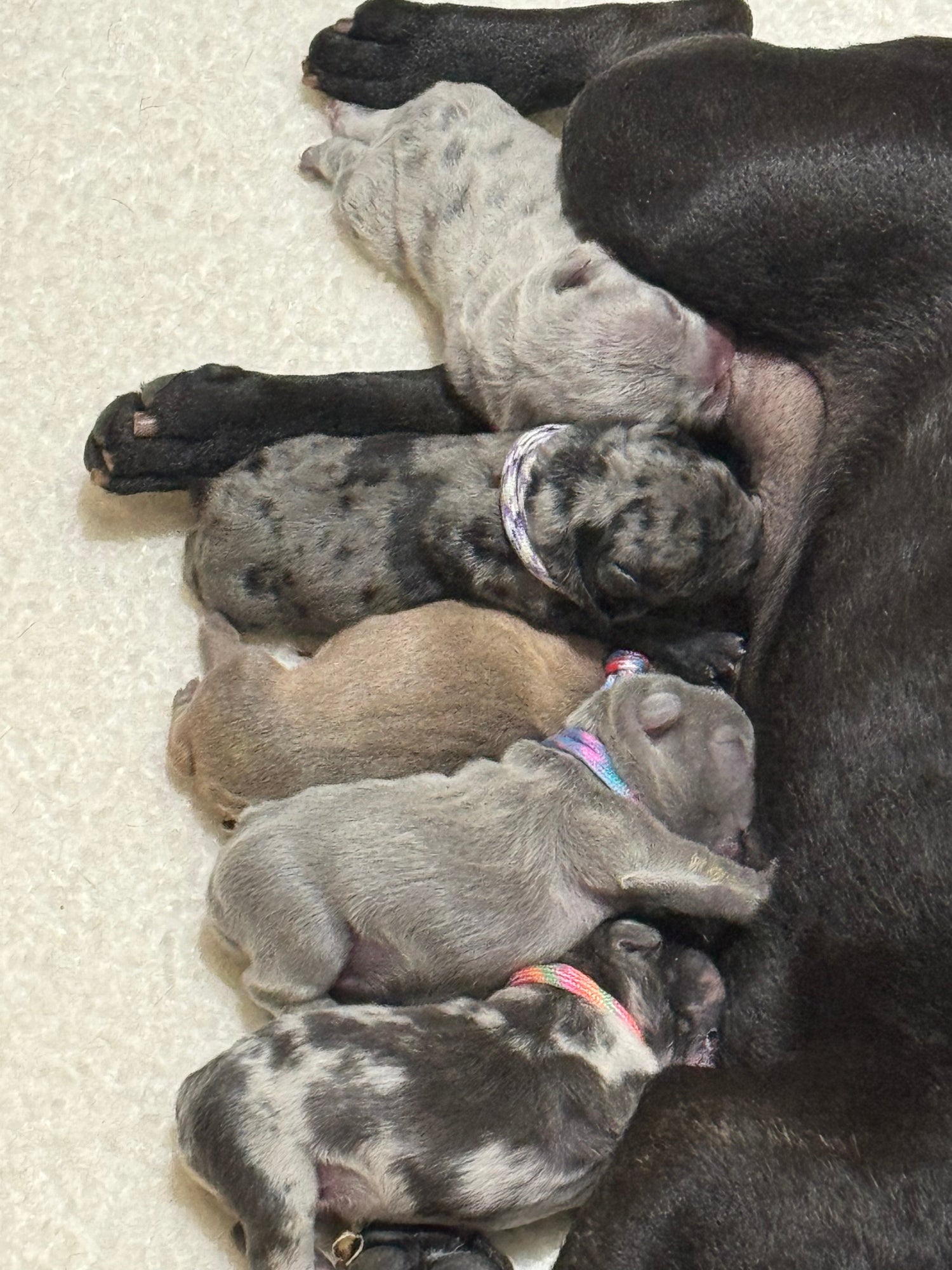 Red's Litter