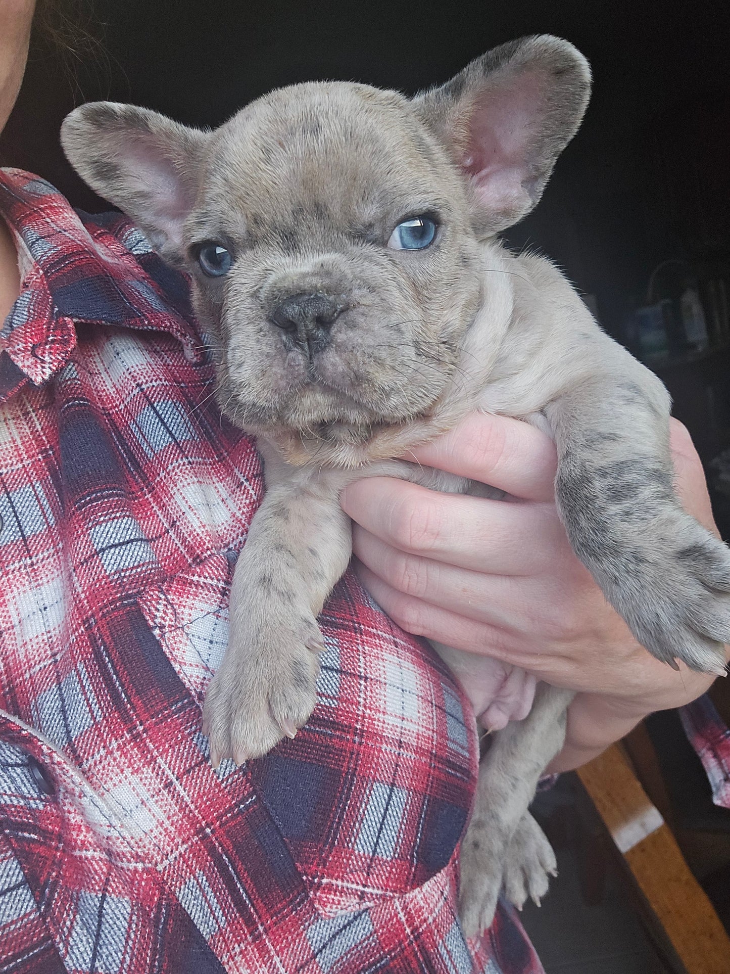 Merlin - Lilac Merle Male