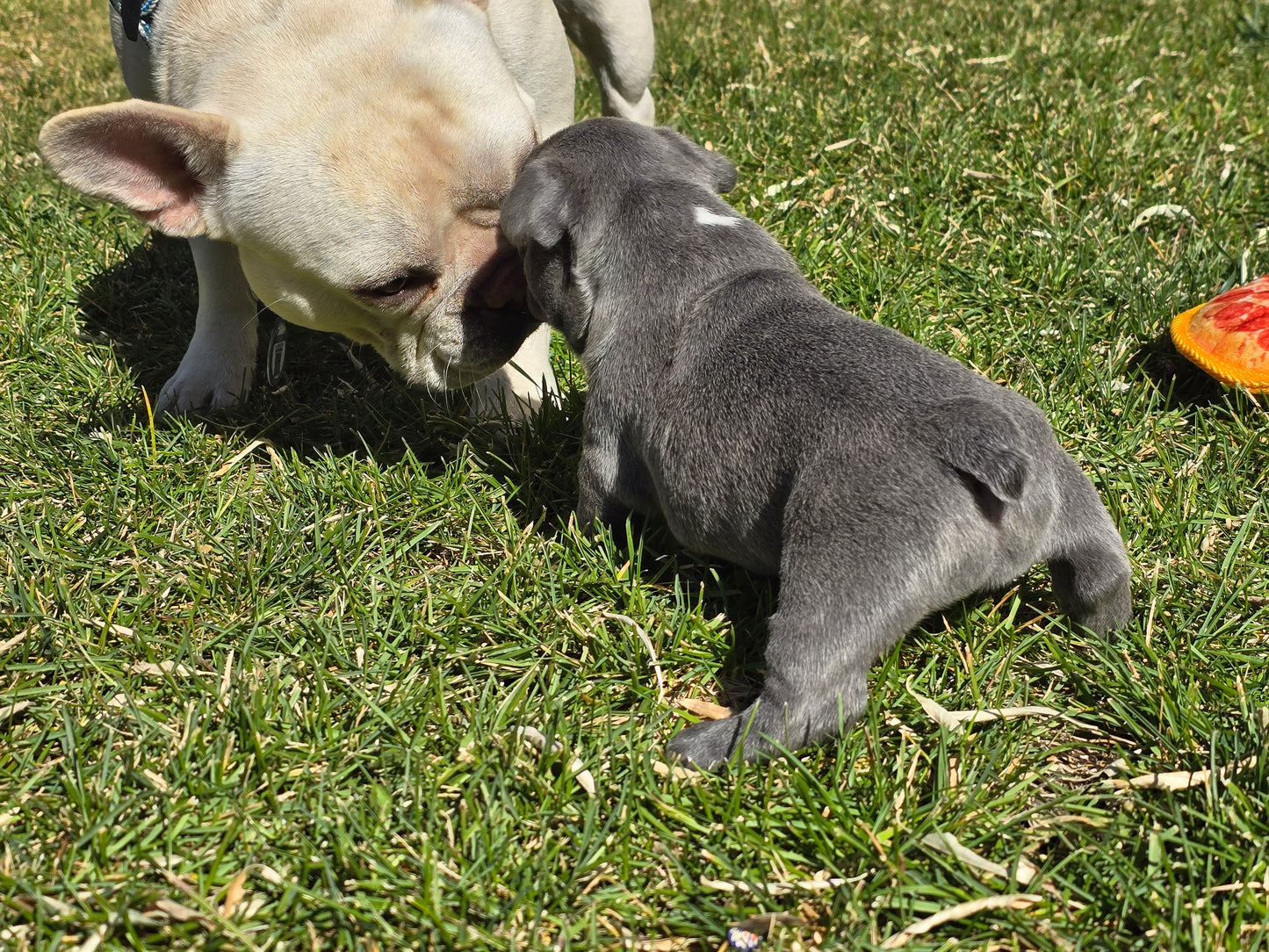 Tiny Diamond - Lilac Blue Male with White Diamond