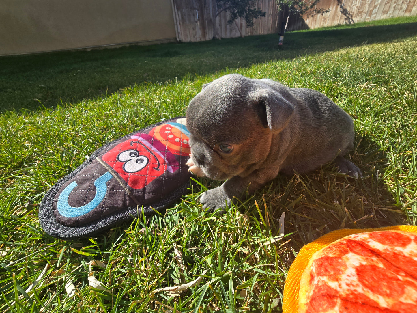 Tiny Diamond - Lilac Blue Male with White Diamond