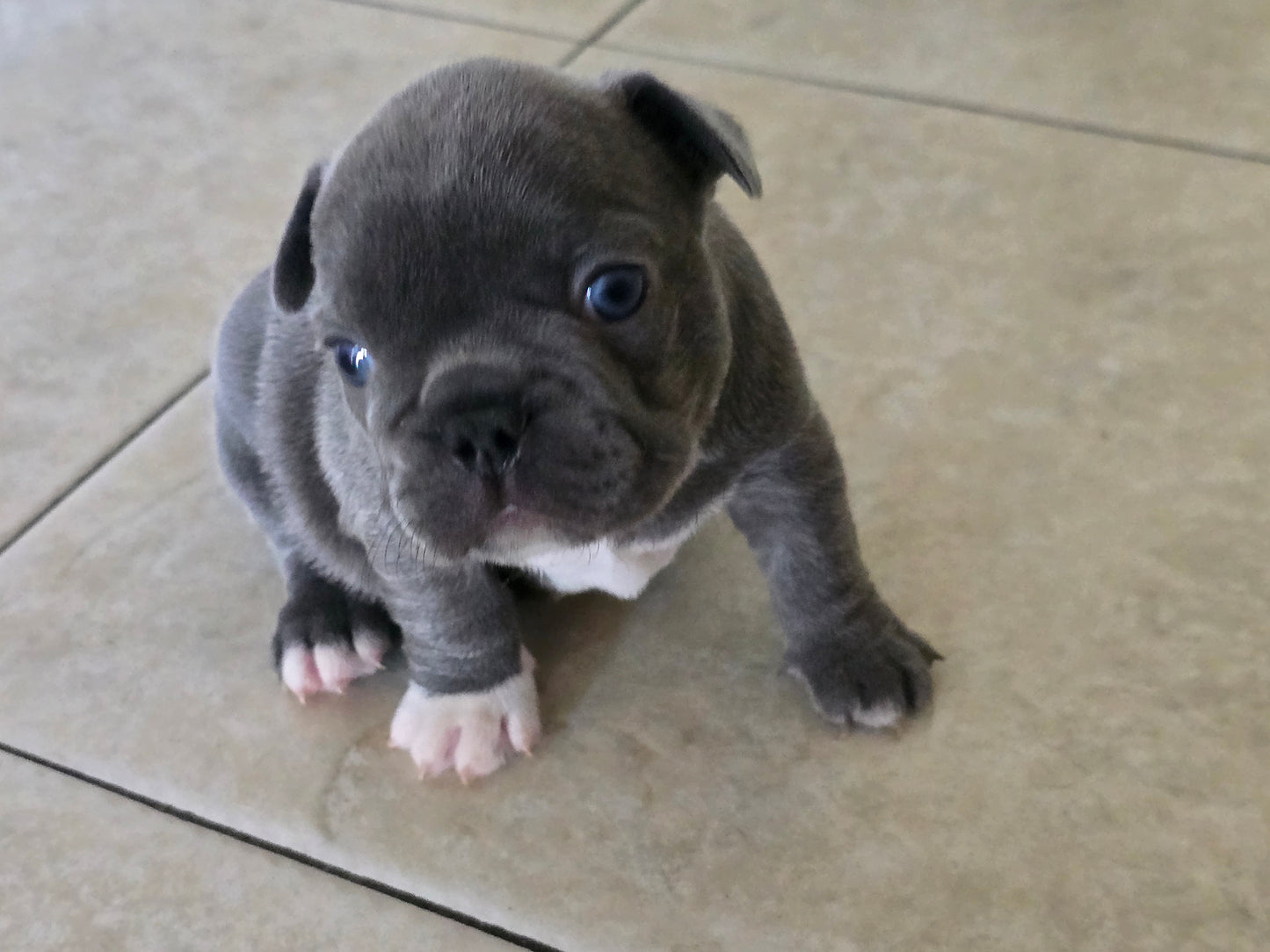 Tiny Diamond - Lilac Blue Male with White Diamond