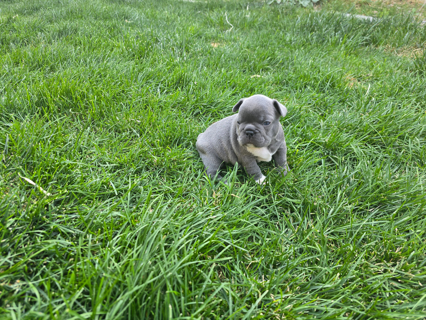 Tiny Diamond - Lilac Blue Male with White Diamond