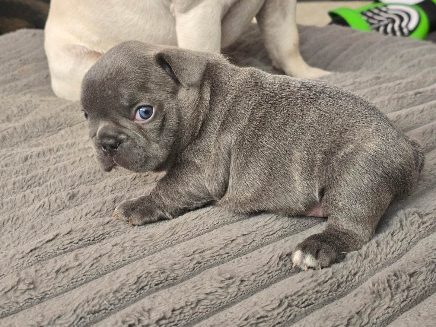 Tiny Diamond - Lilac Blue Male with White Diamond