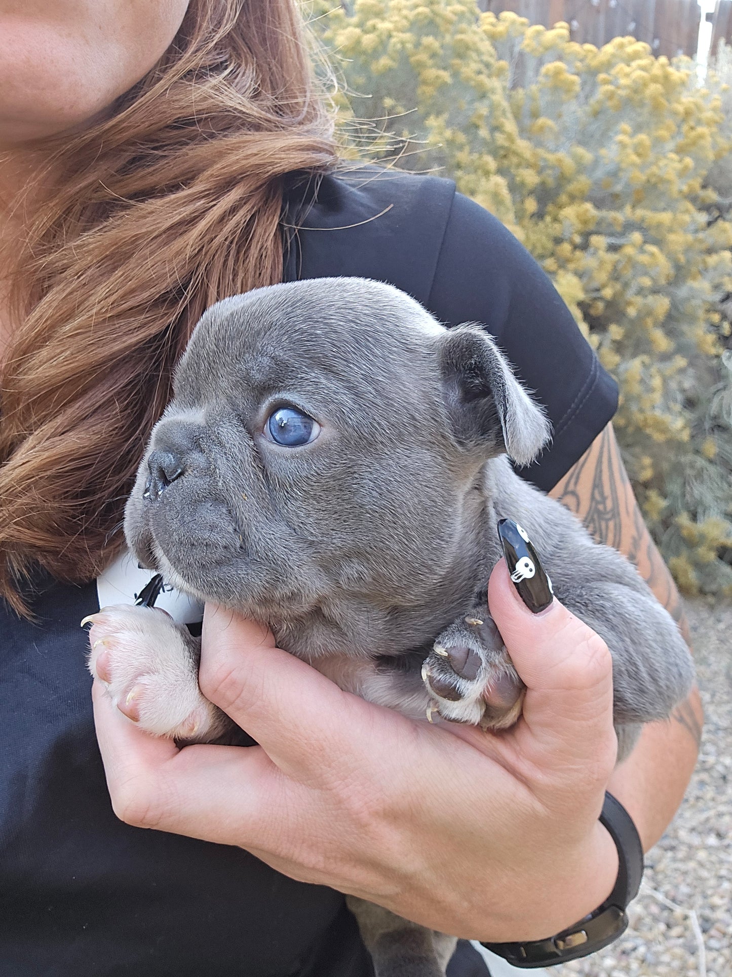 Tiny Diamond - Lilac Blue Male with White Diamond